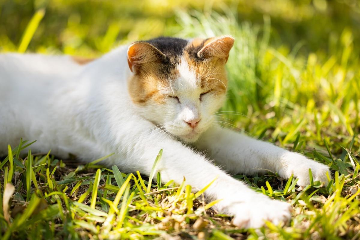 Погода в Україні 23 квітня: сонячно та тепло до +26°C. Дощі з грозами на заході, ввечері на сході та в Криму. У Києві до +25°C. Похолодання 27 квітня.