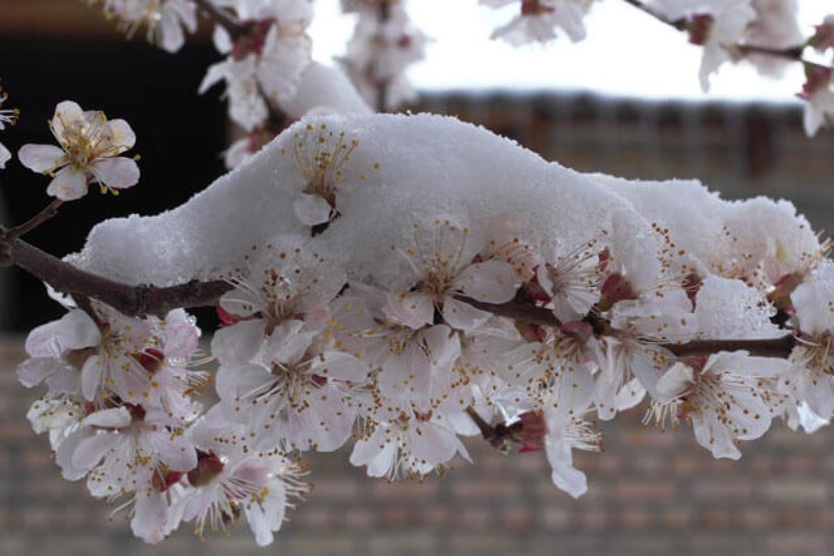 Секрет садівників: як урятувати абрикоси від нічного холоду без багать