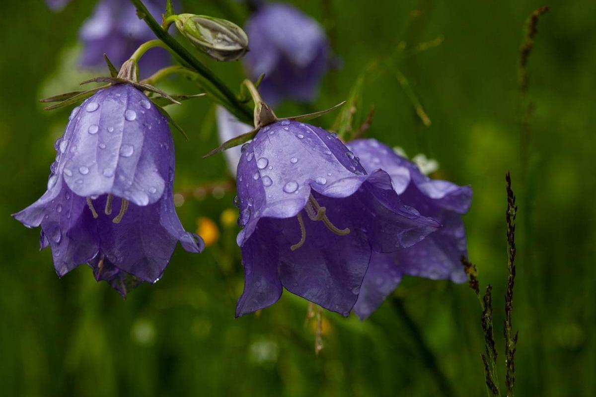 Мокрий фінал травня: синоптики попереджають про грози та зливи