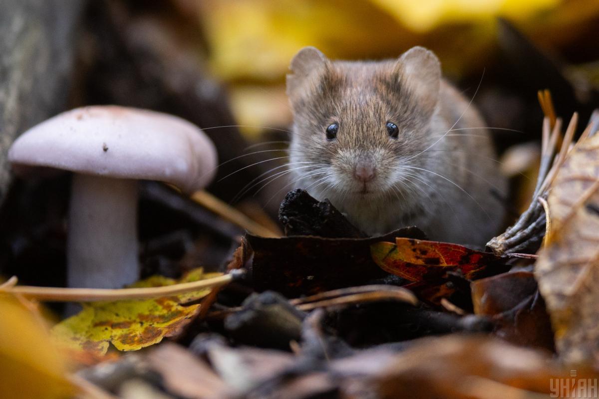 Дожди и ветер накроют Украину 28 октября: когда ждать потепления