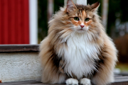 Что чувствует кот, когда вы выходите за дверь? кот
