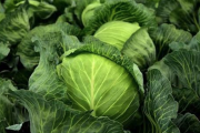 В Украине подорожала ранняя капуста капуста