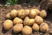 картофель