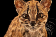 кот