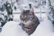 прогноз погоды