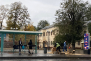 В Луганске вырубают сотни деревьев