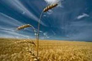 Украина планирует увеличить экспорт сельхозпродукции 