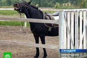 В Петербурге арестовали лошадь