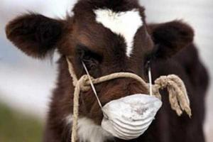 Запрещен ввоз восприимчивых к АЧС животных и продукции из Польши