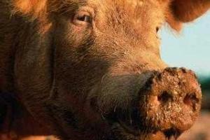 Отрасль свиноводства сохранилась и имеет положительную динамику развития - И. Швайка