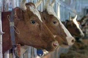 Животноводство остается приоритетной отраслью для развития всего аграрного сектора экономики - И.Швайка