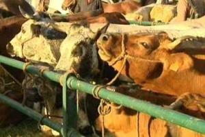 На Харьковщине увеличился объем реализации скота и птицы в живом весе