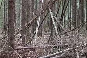 Смерть юного спортсмена в лесах Ленинградской области