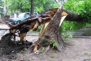 В Харькове сильный ветер валил деревья