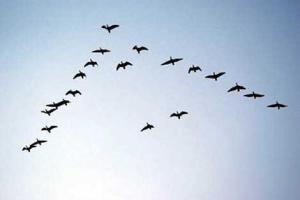 Почему птицы летают клином