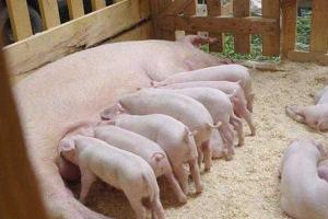 В Украине прогнозируется увеличение собственного производства свинины