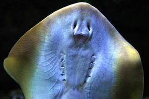 Раскрыт секрет электрошока рыб