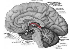 Найден орган страха у человека