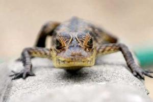 Черепаха сделала "подкоп" для побега аллигатора из зоопарка