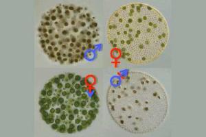 Транссексуальные водоросли раскрыли тайну происхождения полов