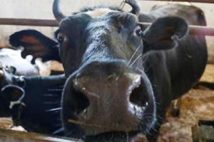 Ученые определили самое затратное для окружающей среды мясо