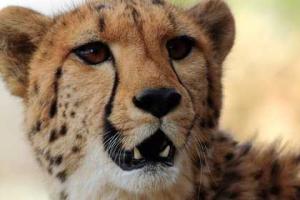 По улицам Москвы выгуливают гепарда