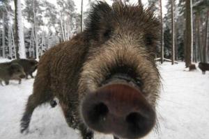 Янукович оказался "отменным" охотником