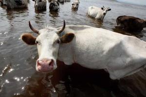 Запрещен ввоз в Украину рогатого скота с территории Македонии