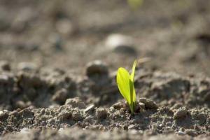 В Донецком регионе идет посевная озимых зерновых