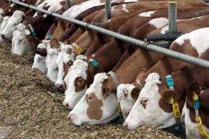 Подписан Закон об обязательной идентификации и регистрации всех сельхозживотных