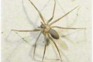 В теле австралийца 3 дня жил паук