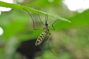 Ученые предложили "вакцинировать" комаров