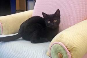 Для спасения кошки ее 2 дня "угощали" водкой