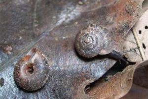 Новый вид улитки-гермафродита открыт тайваньскими учеными