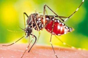 Мнение ученого: прогрессирующая эпидемия малярии у обезьян может перейти на человека