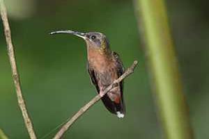 Оказалось, колибри - сильные и агрессивные птицы