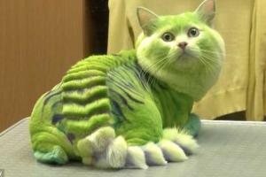 В российском Екатеринбурге работает салон по покраске животных 