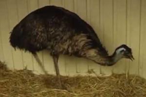 Из зоны АТО волонтеры эвакуировали страуса Федю