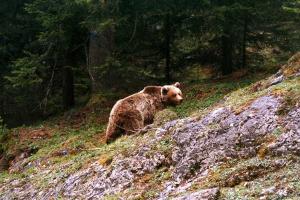 Крупные хищники научились сосуществовать с людьми