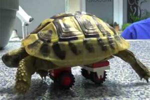 Ветеринары придумали для больной черепахи "ходунки" из Lego