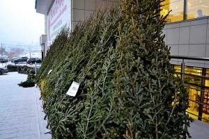 До 25 тысяч насекомых мы приносим в дом с новогодней елкой