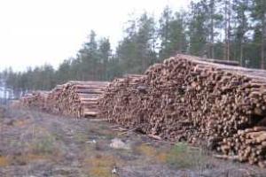 В Украине назрела необходимость принятия законопроекта о запрете экспорта украинской древесины