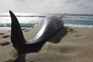 Массовое "самоубийство" дельфинов произошло на Южном острове в Новой Зеландии 