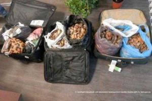 Пограничники пресекли попытку вывоза из Украины крупной партии янтаря
