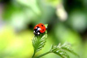 Юные экологи с Донетчины завоевали победу на Всеукраинской олимпиаде