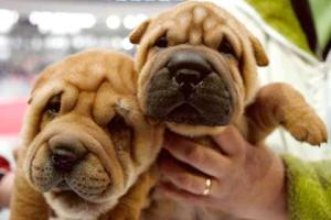 Жительница Подмосковья превратила 2-комнатную квартиру в питомник по разведению собак