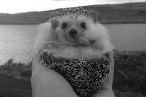 В Instagram сообщили о смерти знаменитого ежа-путешественника Бидди