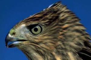 Самой токсичной птицей на планете назван ястреб Купера