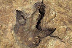 Обнаружена тропа, по которой более 100 млн лет назад прогуливались динозавры