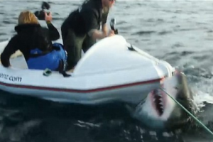 Съемки у берегов Новой Зеландии могли закончиться для исследователей трагически